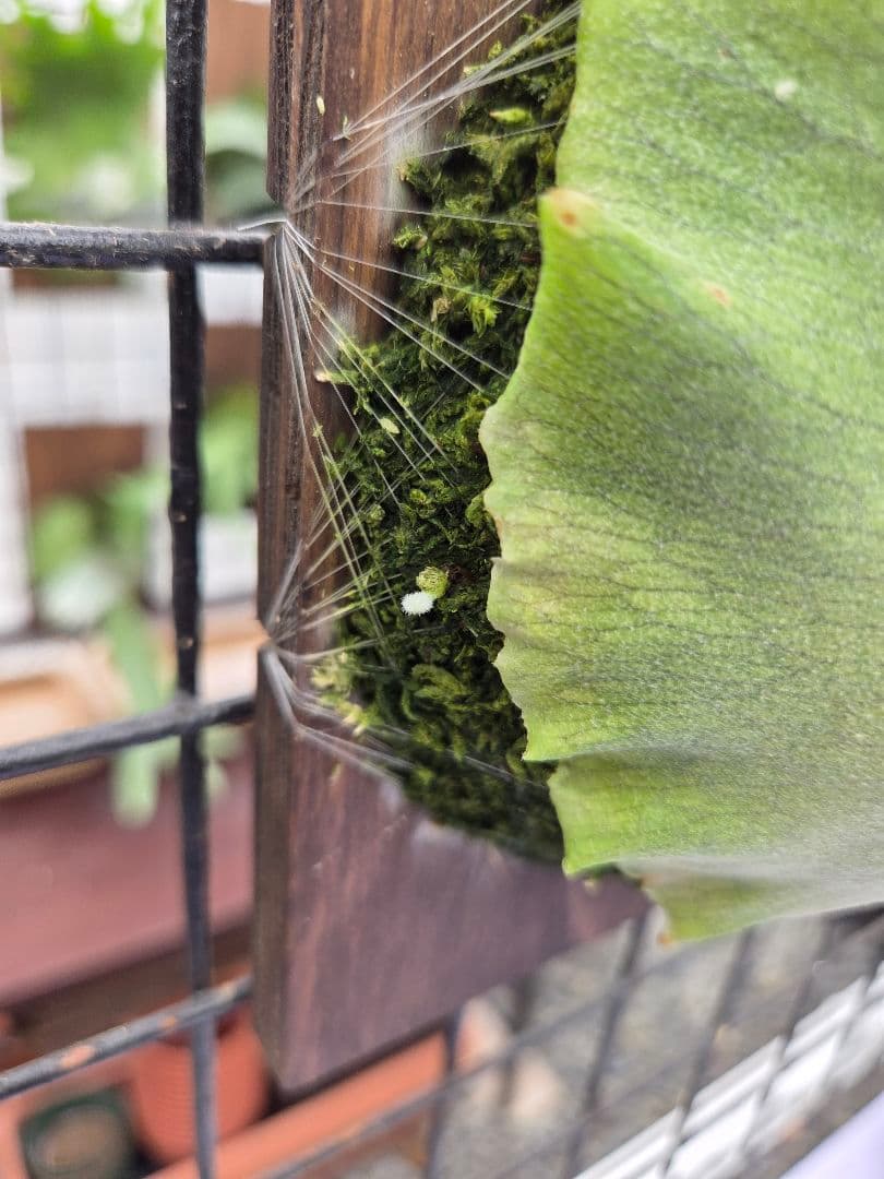 ビカクシダ ピノキオ spore 21