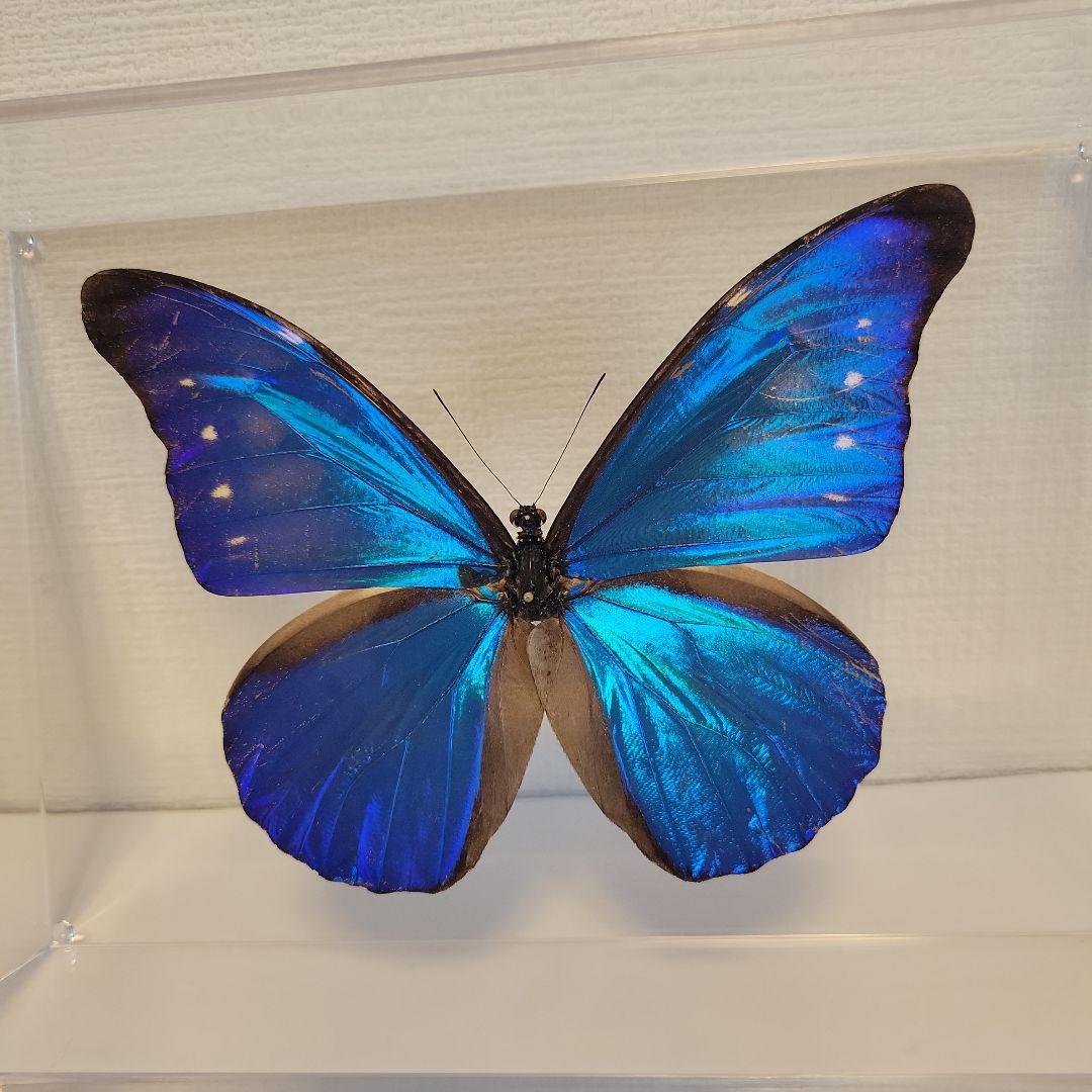 蝶の標本　ジャングルを舞う宝石(珍珍)