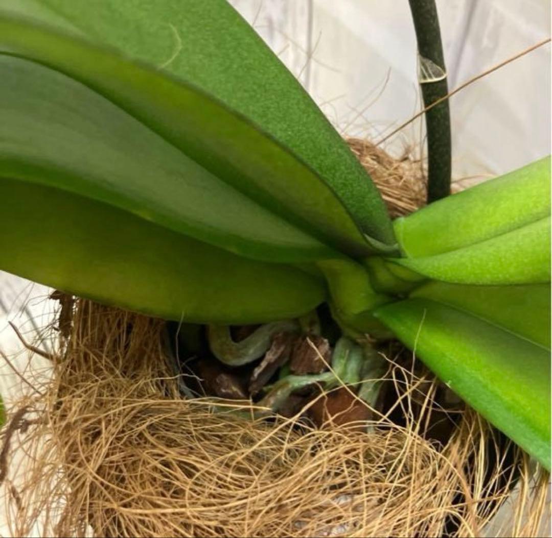 ②正規品　希少品種　胡蝶蘭　コチョウラン　ファレノプシス　ブルージーン　パープル