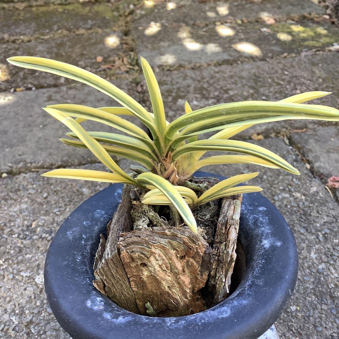 井上誠　富貴蘭　（風蘭) 満月