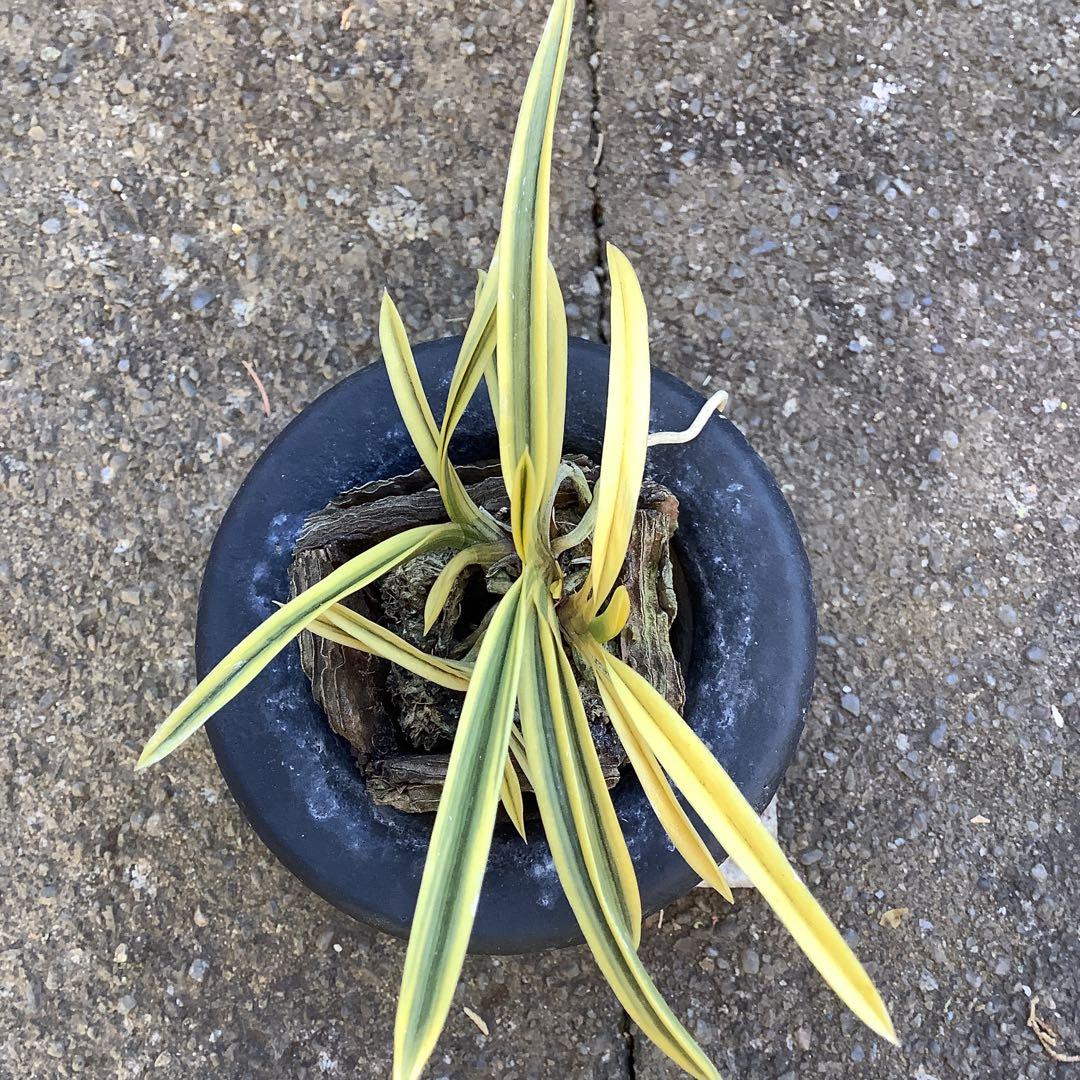 井上誠　富貴蘭　（風蘭) 満月