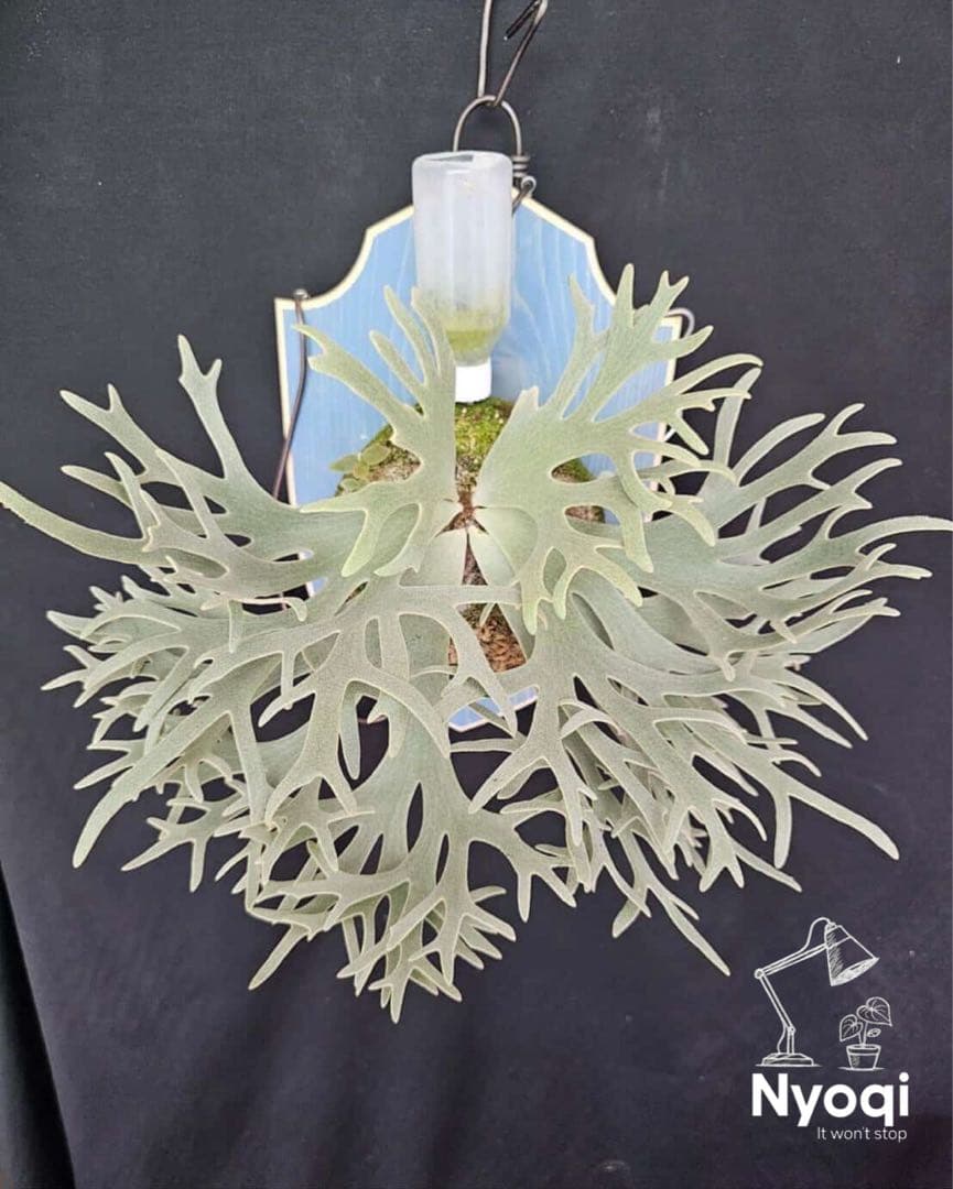 mape おまとめP. Bacteria (TC)【51】【41】【40】