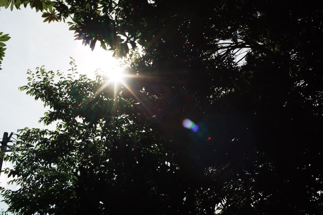 【伝説的名玉】動作◎ Canon FD 55mm F1.2 S.S.C 858