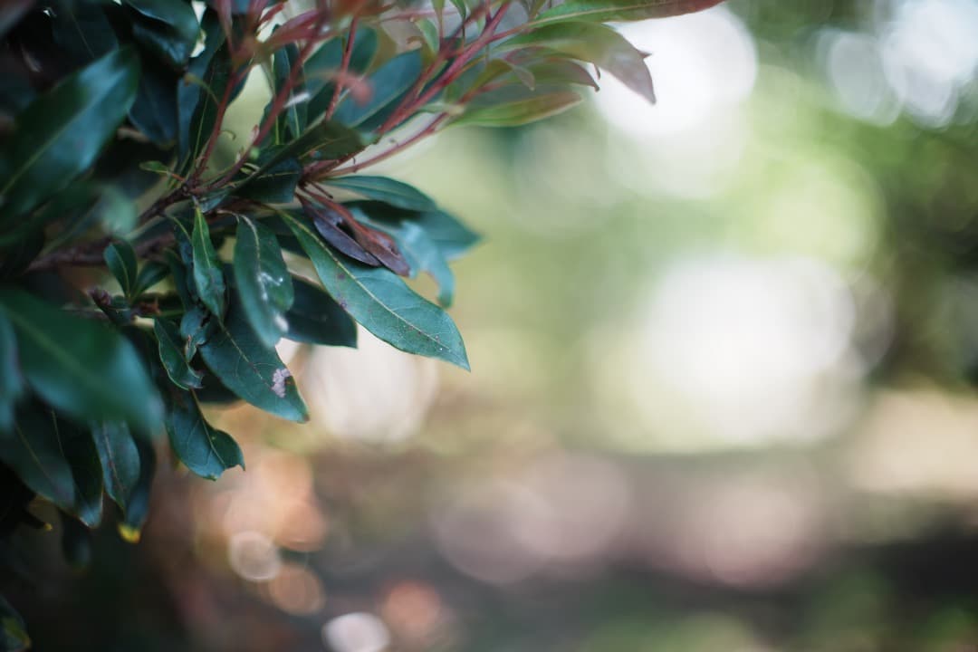 【伝説的名玉】動作◎ Canon FD 55mm F1.2 S.S.C 858