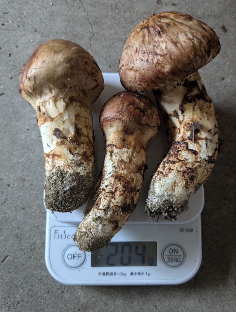 岩手県岩泉産　松茸　約380g