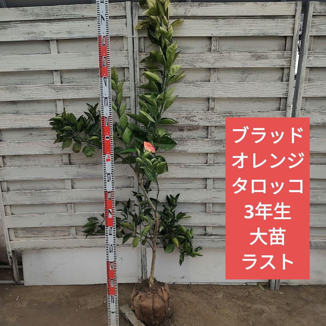 ブラッドオレンジ タロッコ 3年生 大苗 ラスト1本