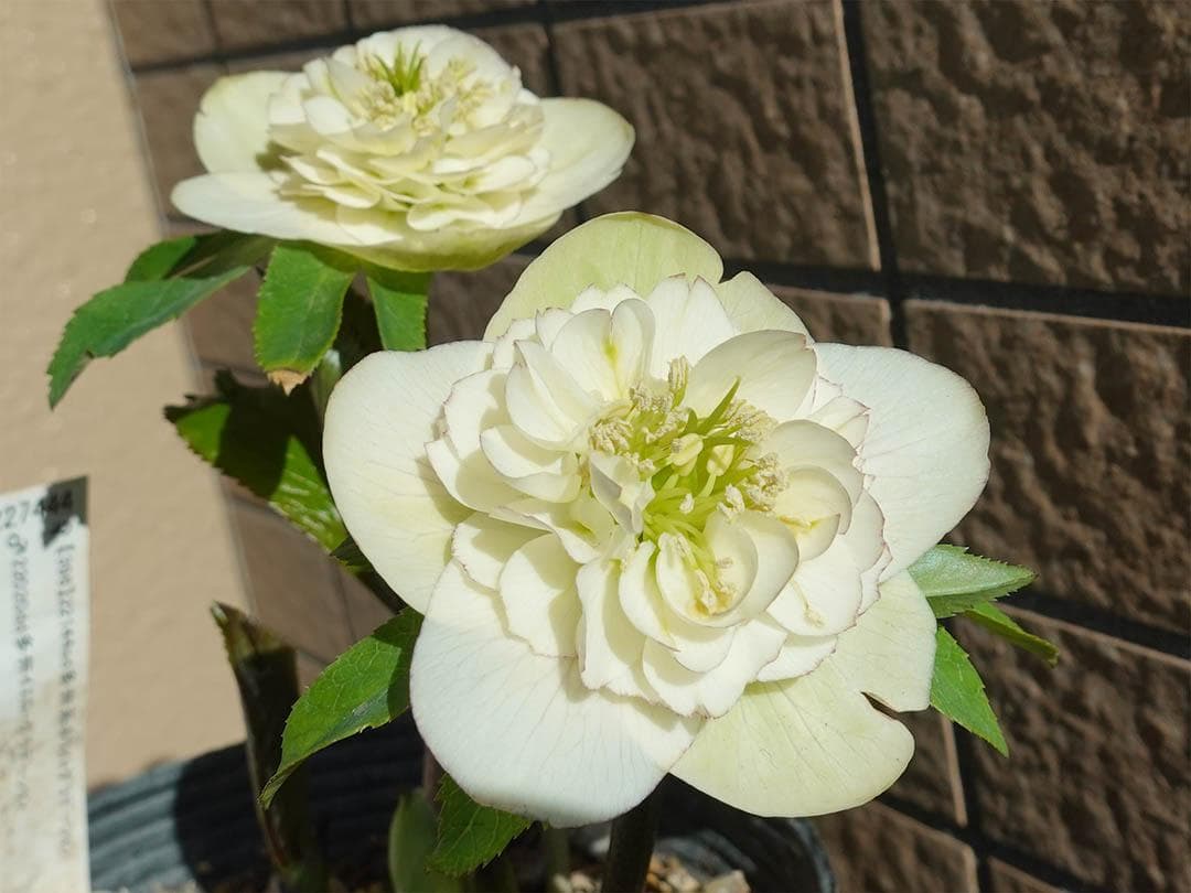 クリスマスローズ sd モーリー 良形