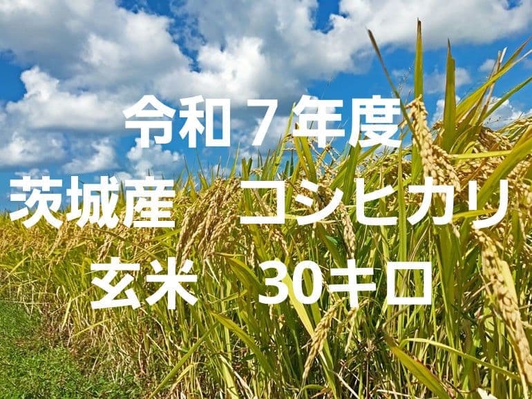 令和7年度　茨城産　コシヒカリ　30玄米