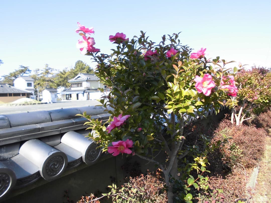 実写美⭕️【動作確認済】CASIO EXILIM EX-Z770