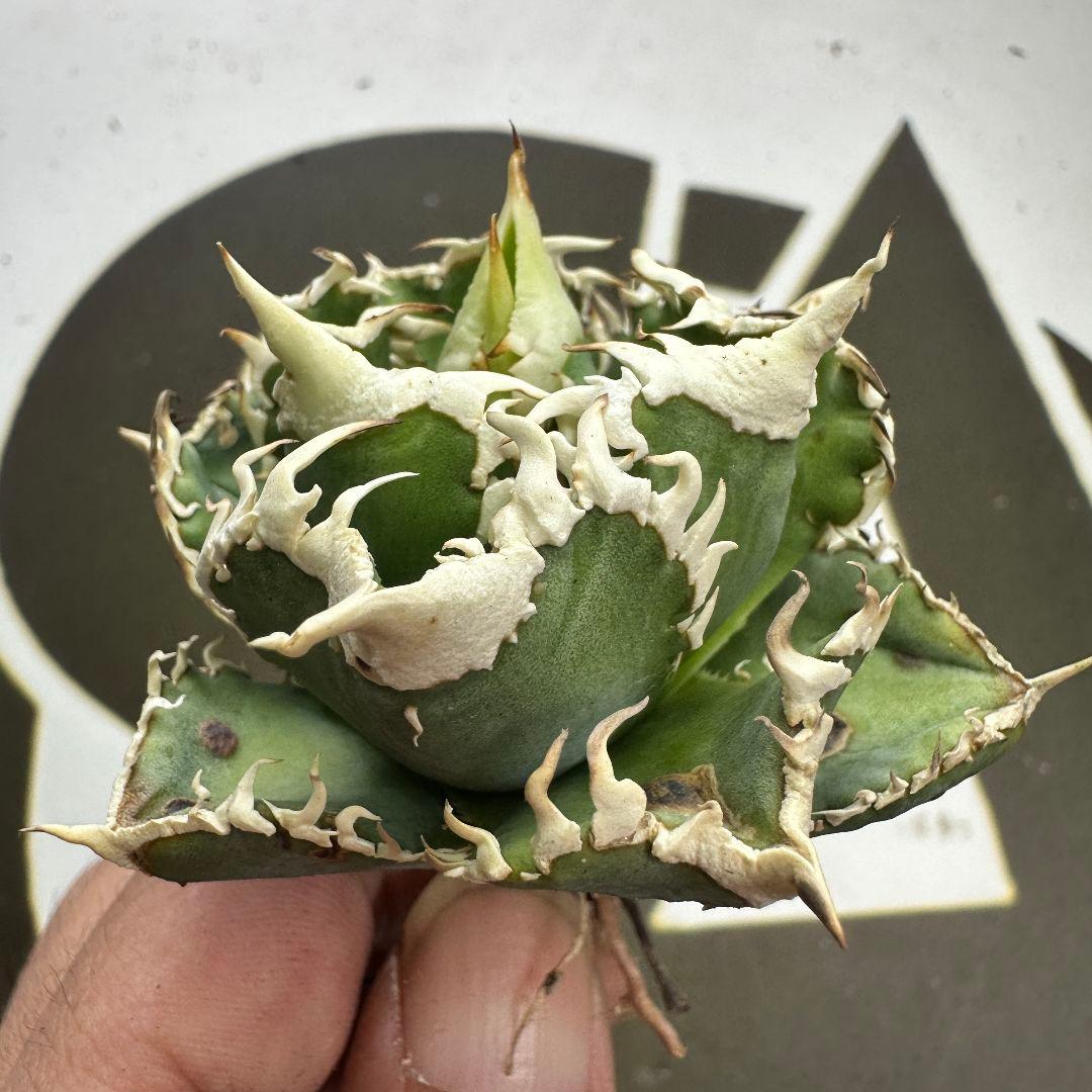 664【上澳園芸】 アガベ チタノタ shangao-008 白豪棘