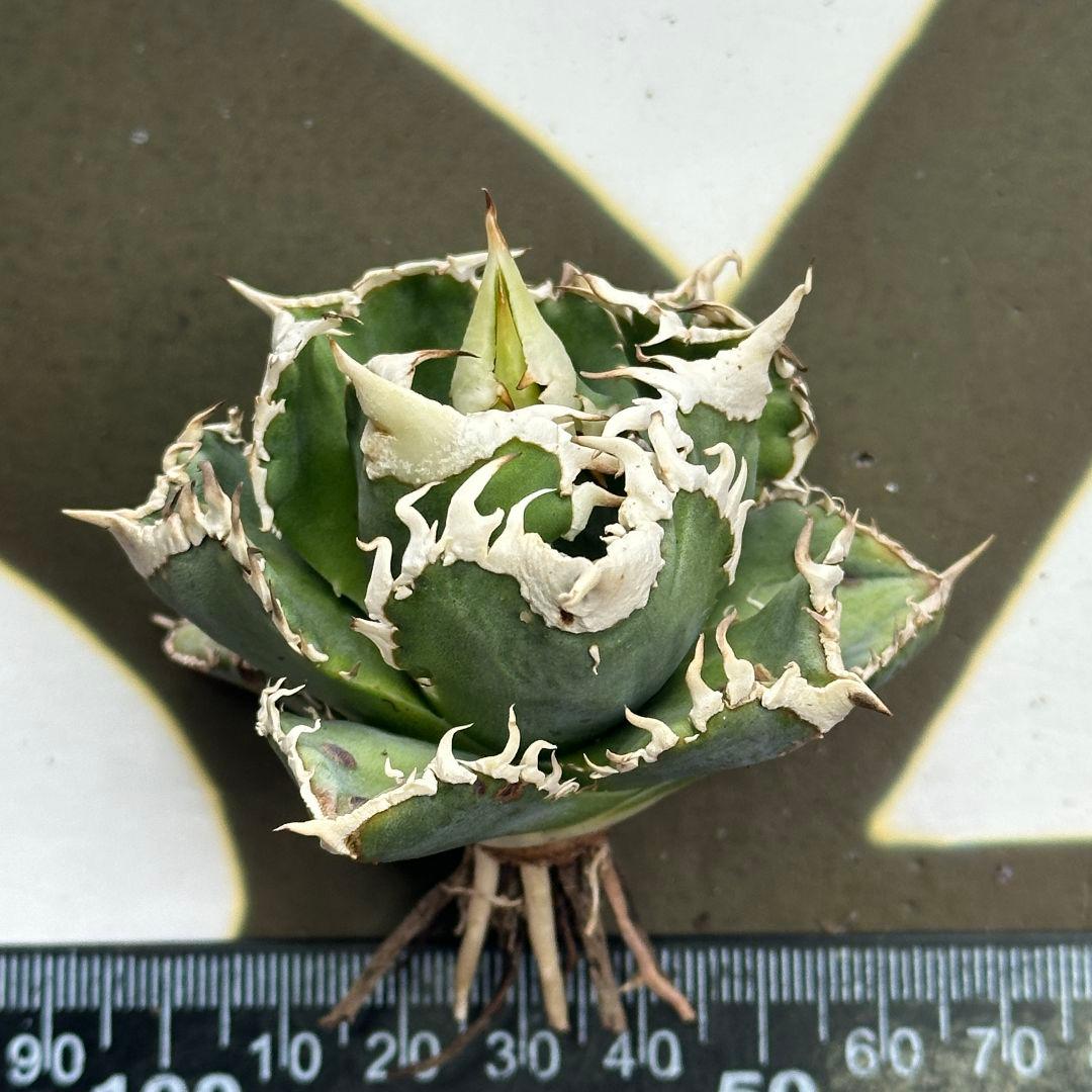 664【上澳園芸】 アガベ チタノタ shangao-008 白豪棘