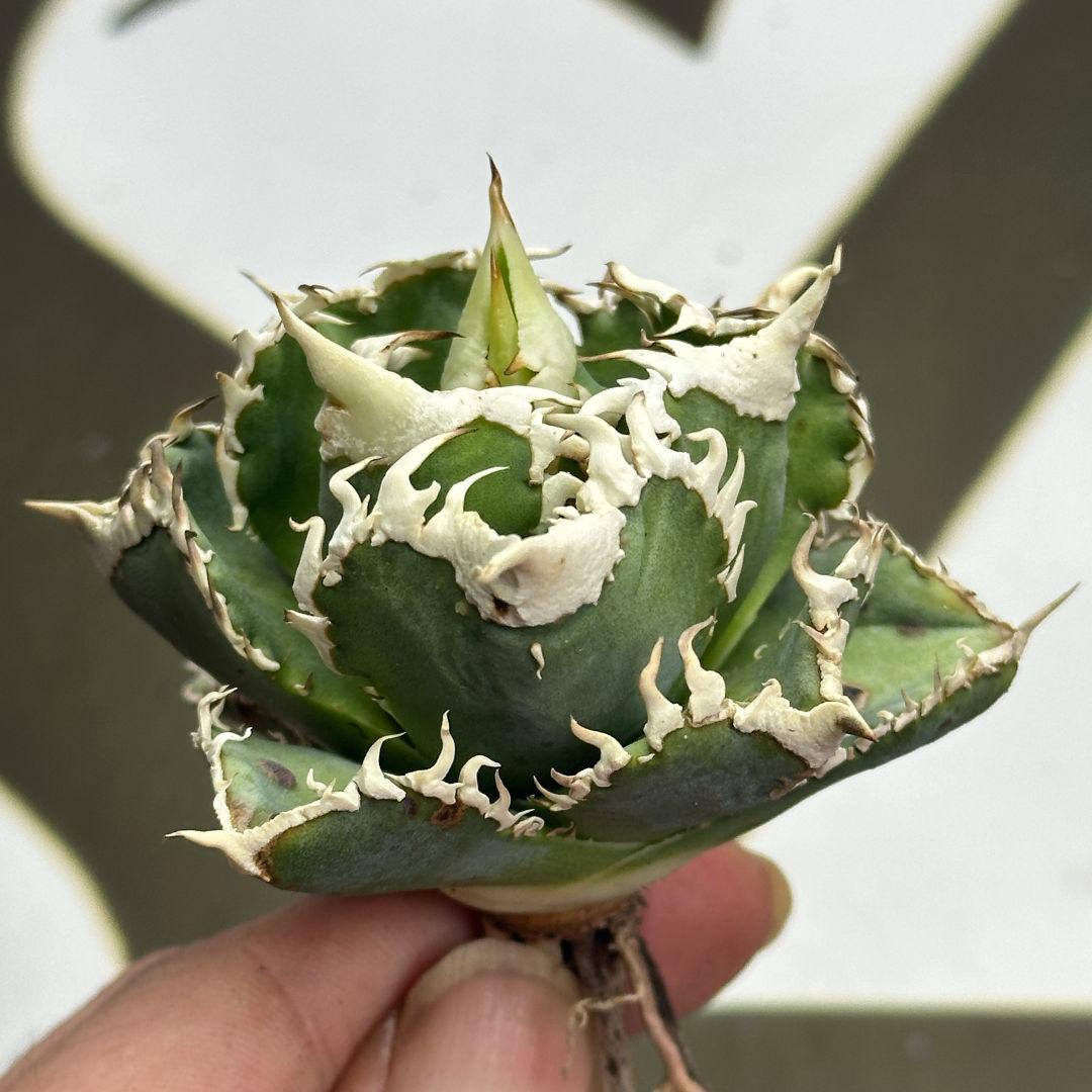 664【上澳園芸】 アガベ チタノタ shangao-008 白豪棘