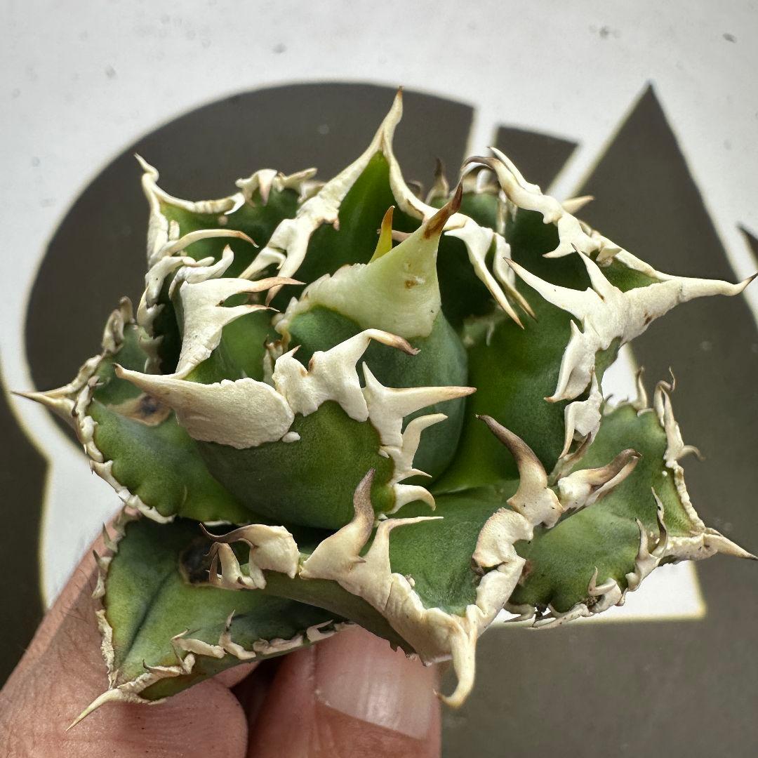 664【上澳園芸】 アガベ チタノタ shangao-008 白豪棘