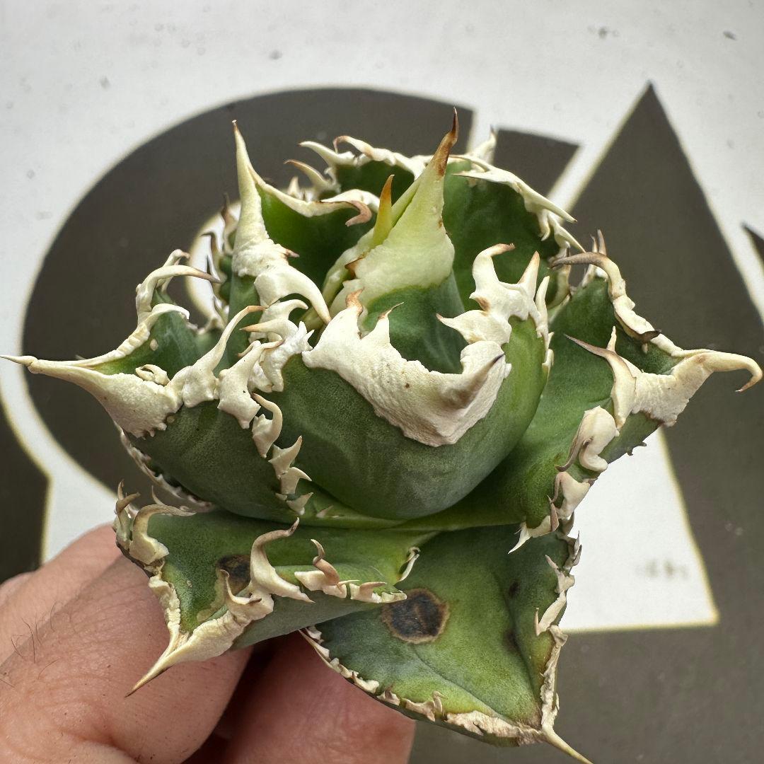 664【上澳園芸】 アガベ チタノタ shangao-008 白豪棘