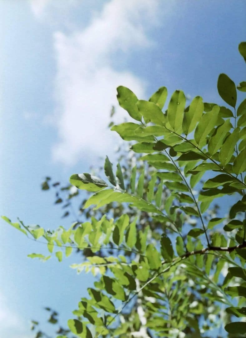 OLYMPUS PEN-D（作例あり）