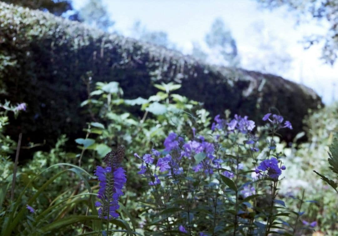 OLYMPUS PEN-D（作例あり）