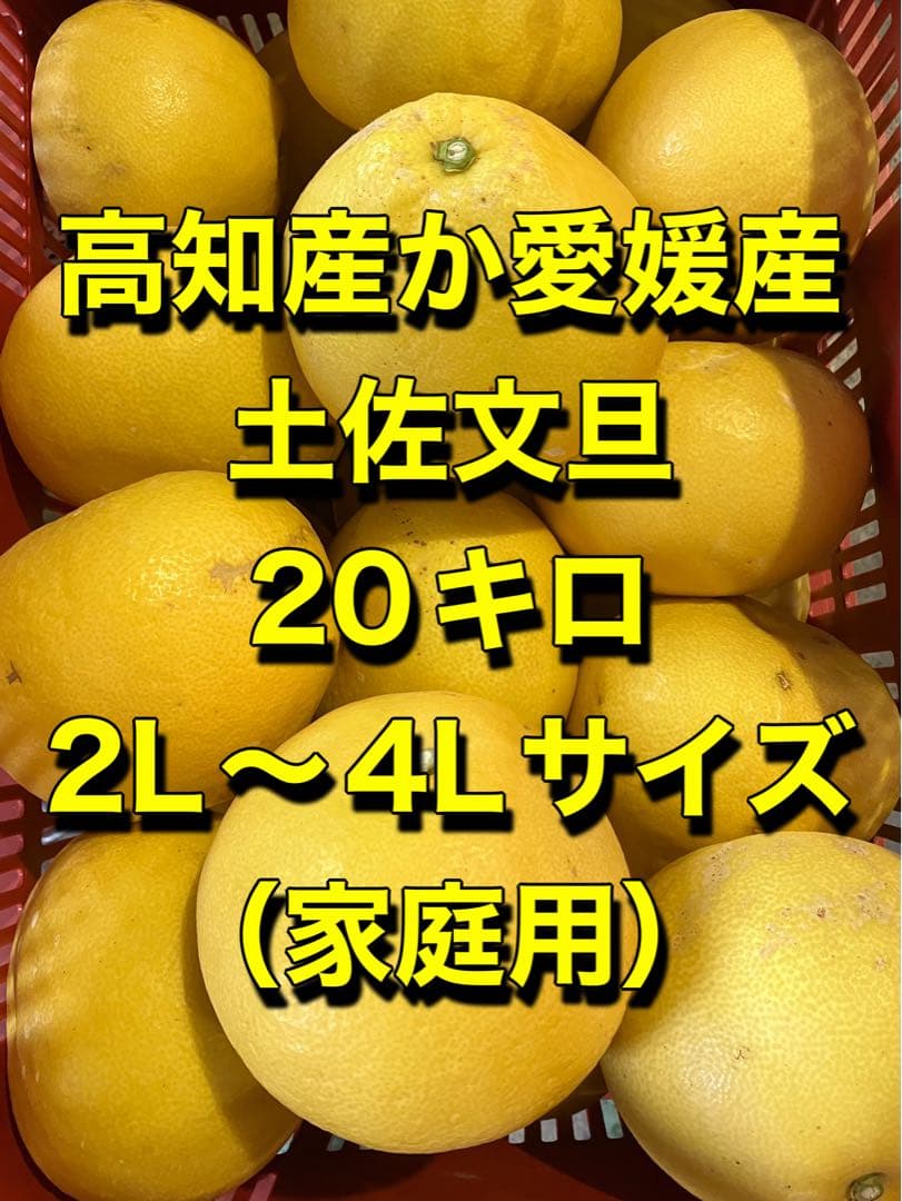 土佐文旦 20キロ 2L〜4Lサイズ