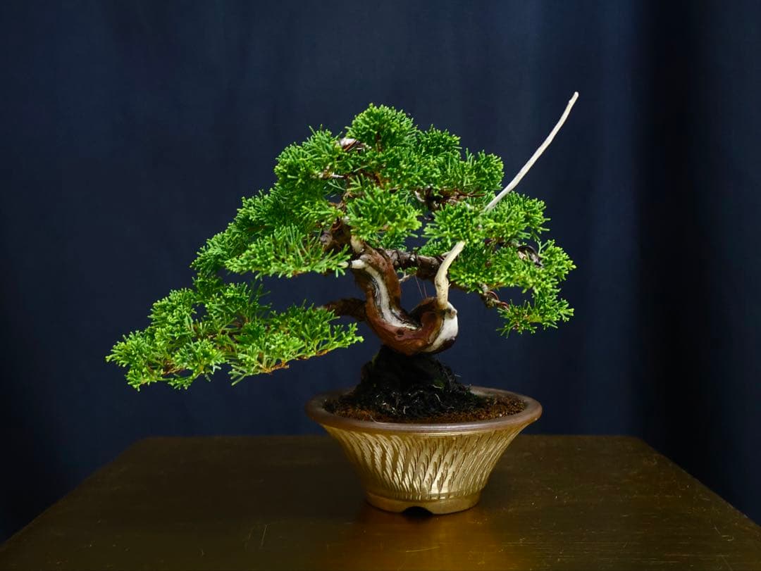 糸魚川真柏　小品盆栽　葉性抜群　盆栽　樹高17cm