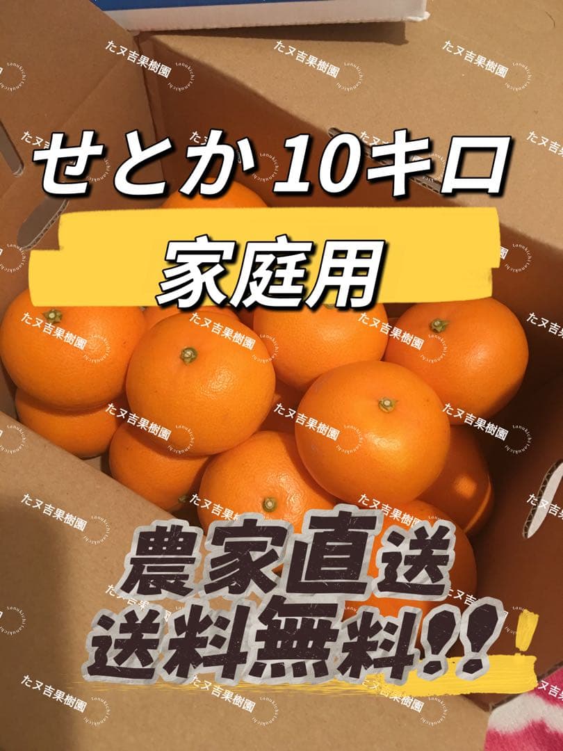 愛媛県産!! せとか (家庭用10キロ) 送料無料