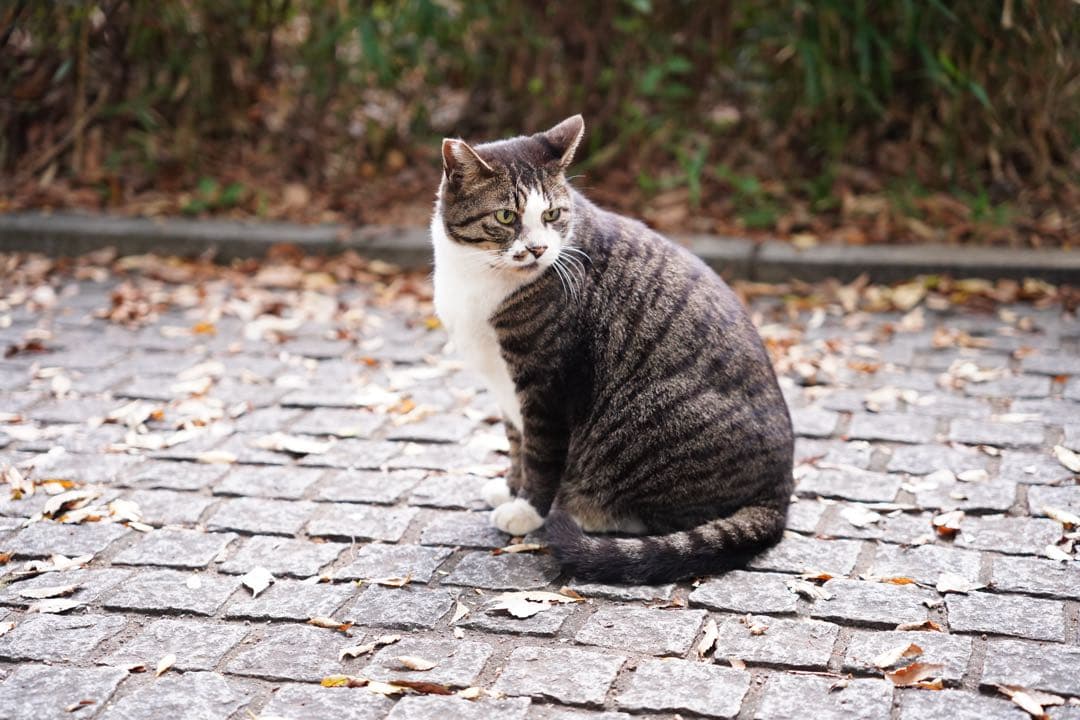 レンズ(ズーム) SIGMA 28-70mm F2.8 DG DN Contemporary