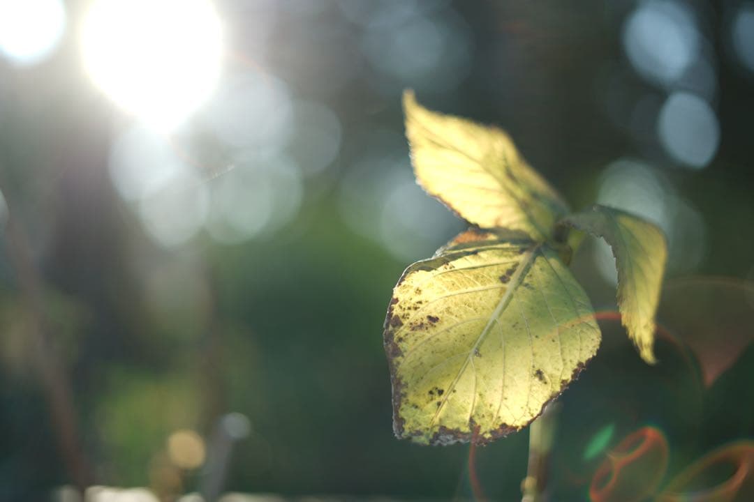 レンズ(ズーム) SIGMA 28-70mm F2.8 DG DN Contemporary