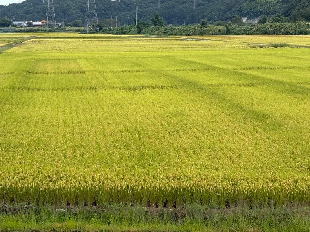 新潟県産コシヒカリ　白米10㎏