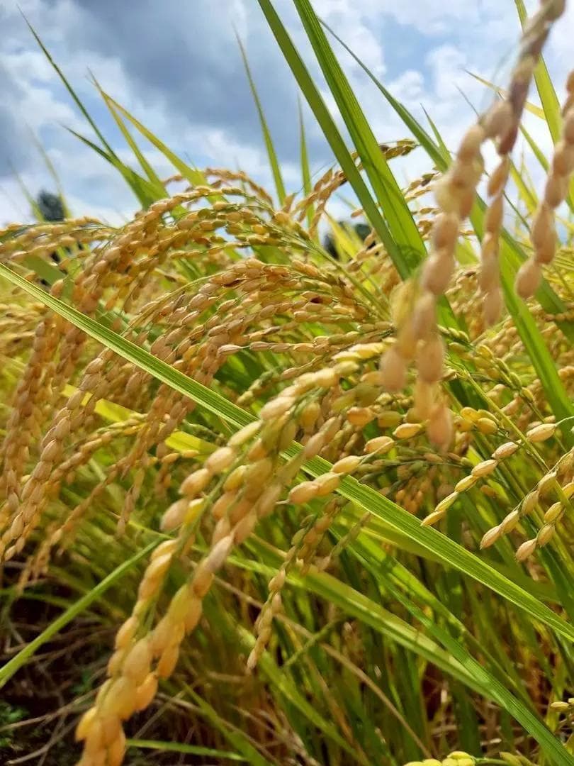 新潟県産コシヒカリ　白米10㎏