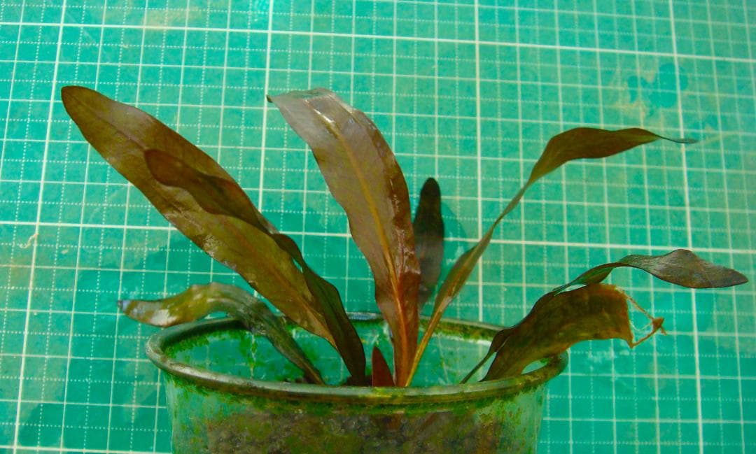 お*い様 エキノドルス ホレマニー ブラッドレッド (水中葉)