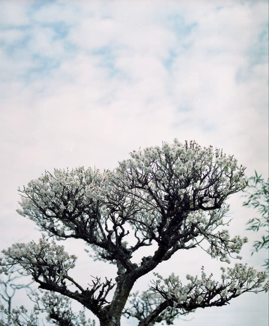 フィルムカメラ Mamiya RB67 Pro S SEKOR C 90mm f3.8 + a