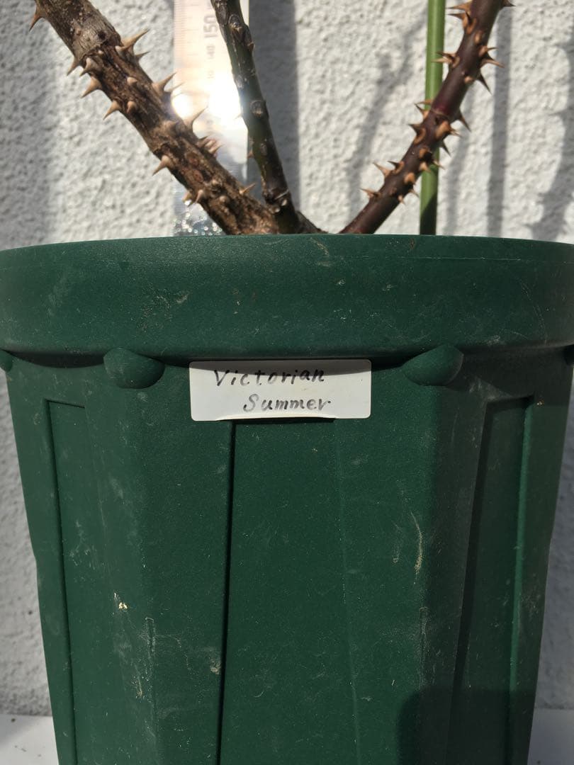 バラ苗　海外切り花品種　接木