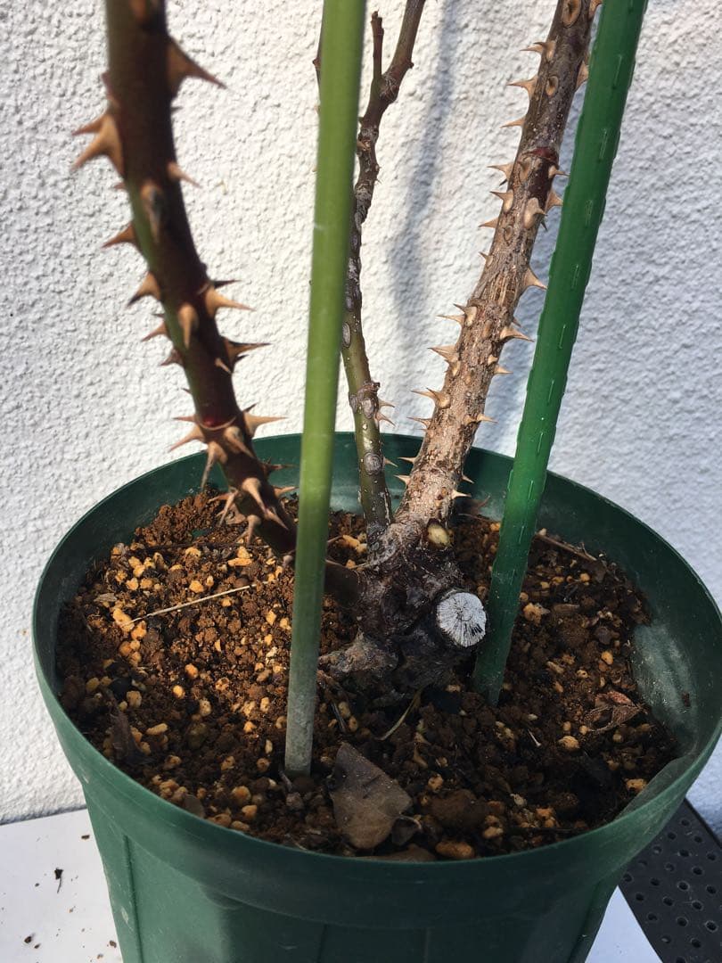 バラ苗　海外切り花品種　接木