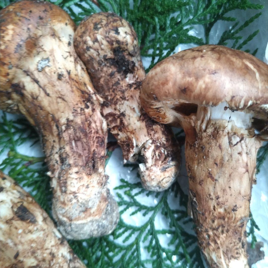 天然、新鮮早松とおまけすだち国産