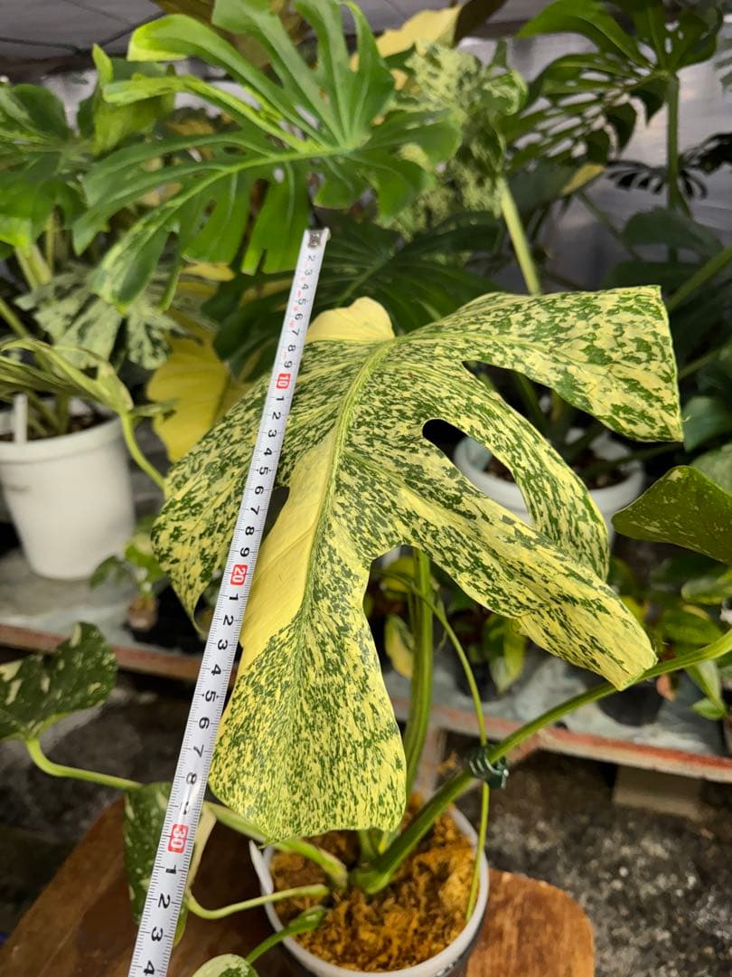 モ*～様 12モンステラ　タイコンステレーション　スターライト