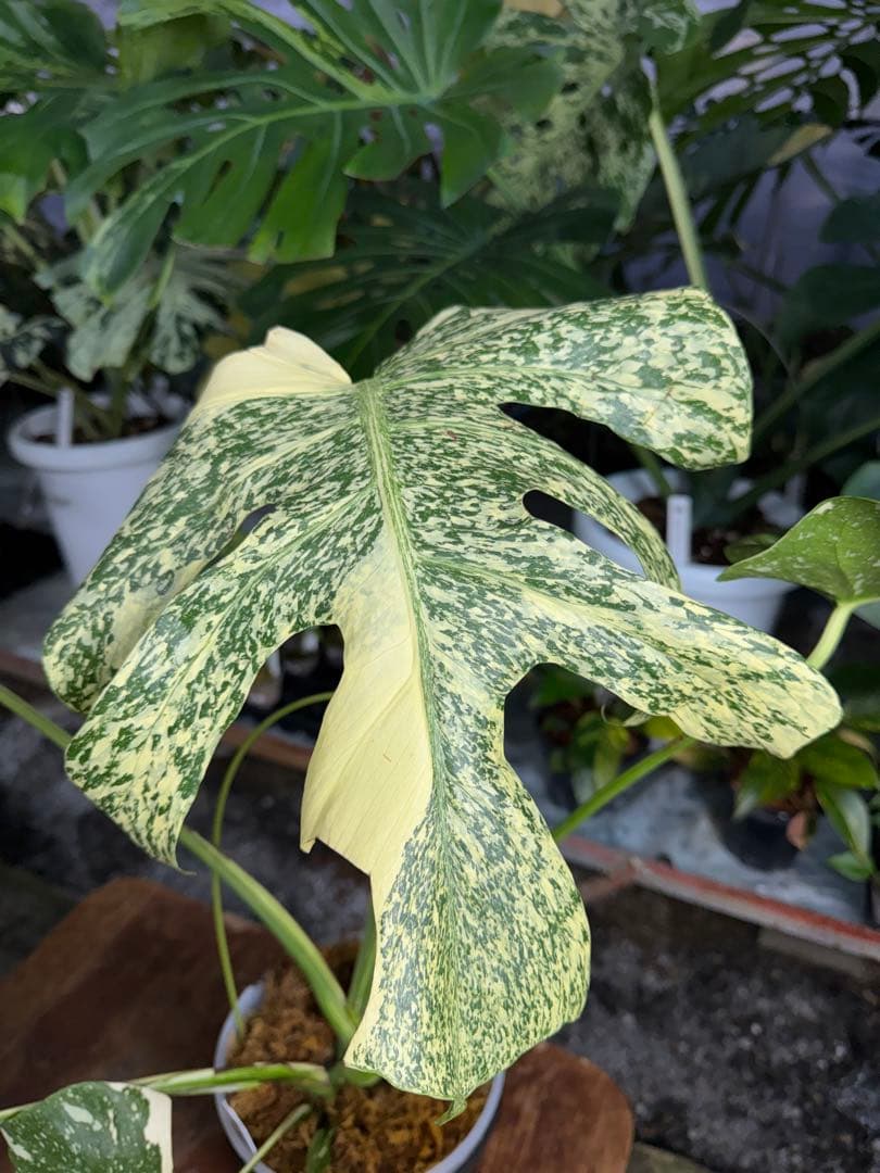 モ*～様 12モンステラ　タイコンステレーション　スターライト