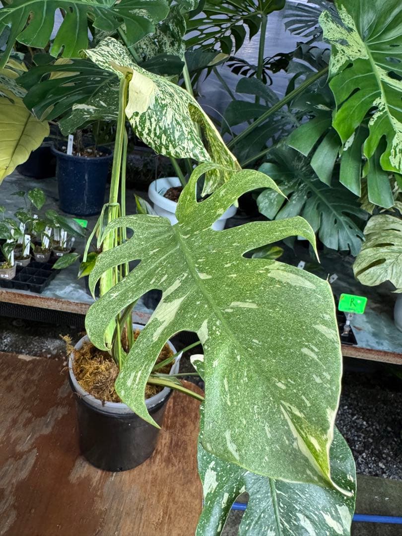 モ*～様 12モンステラ　タイコンステレーション　スターライト