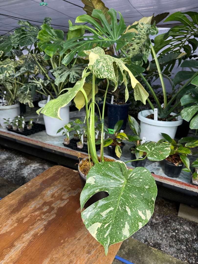 モ*～様 12モンステラ　タイコンステレーション　スターライト