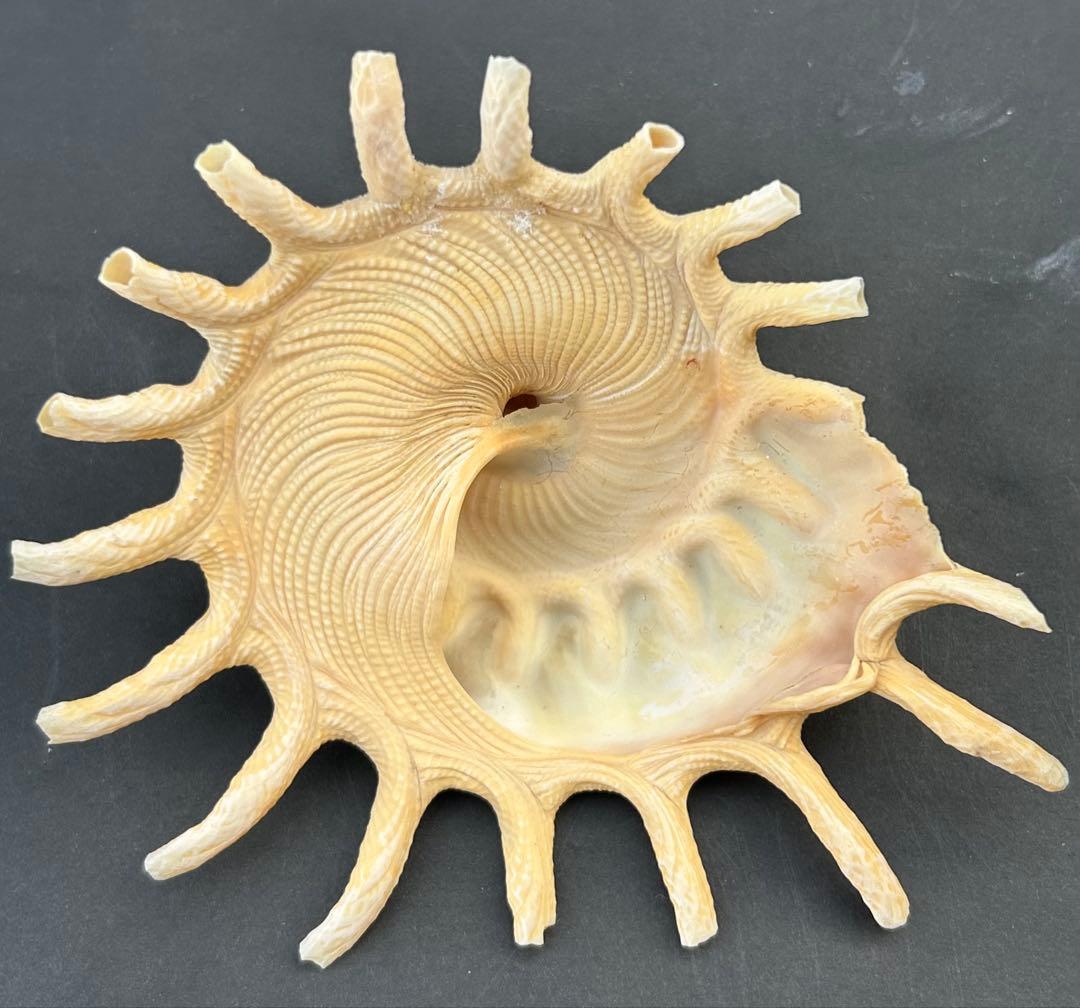 美品　貝殻標本　カジトリグルマ　特大　11.5cm