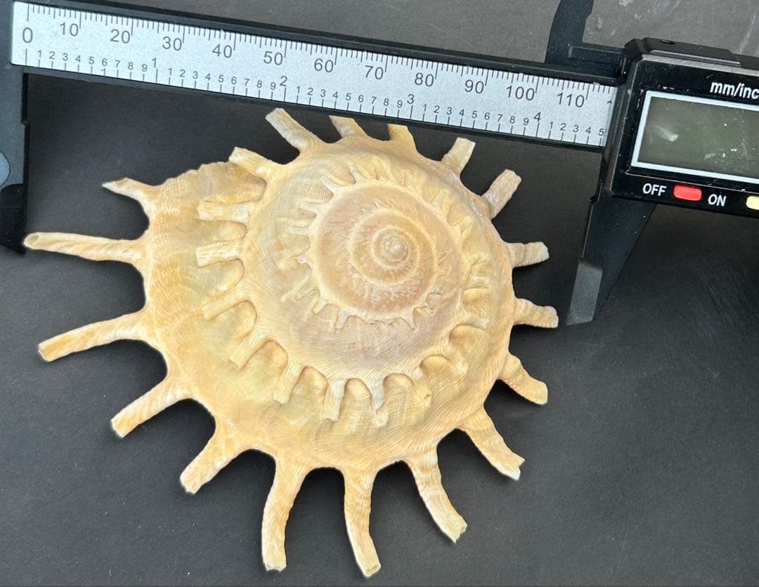 美品　貝殻標本　カジトリグルマ　特大　11.5cm