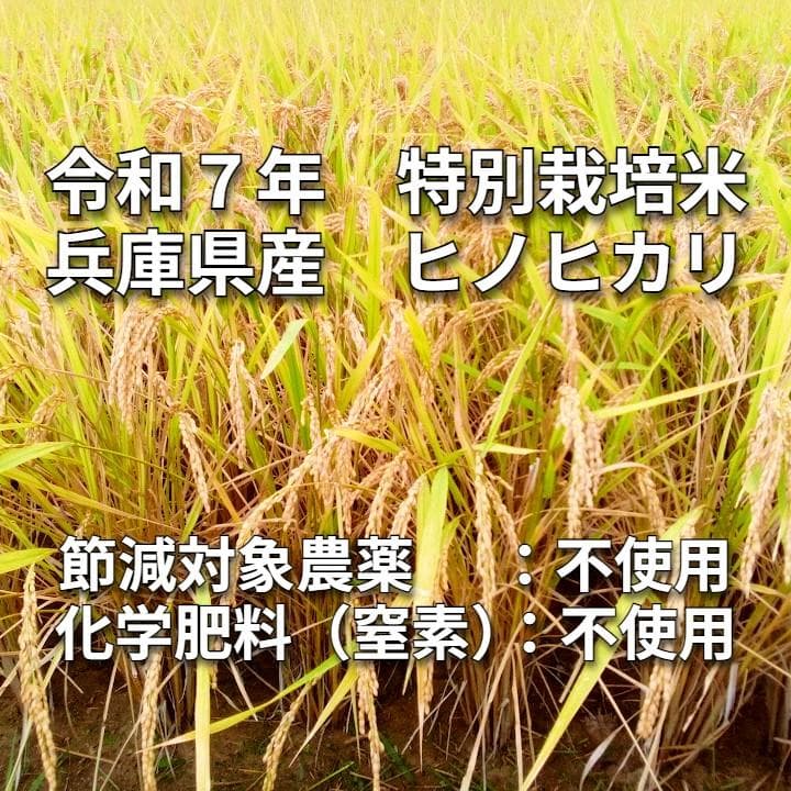 【特別栽培米】兵庫県産 令和7年産 ヒノヒカリ 精米13.5kg 食味値87点！