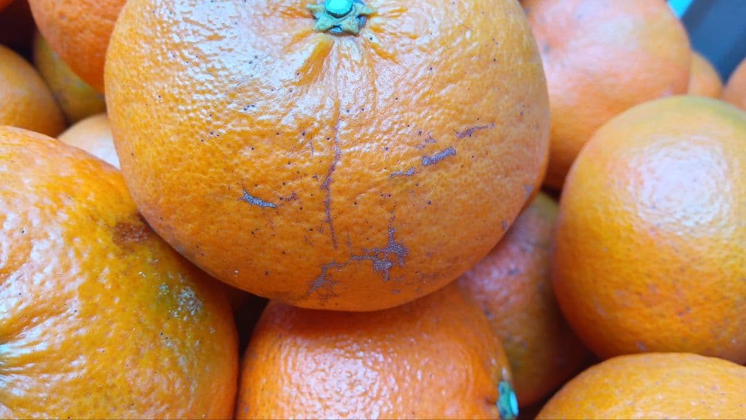 リンダ　甘平20kgB級