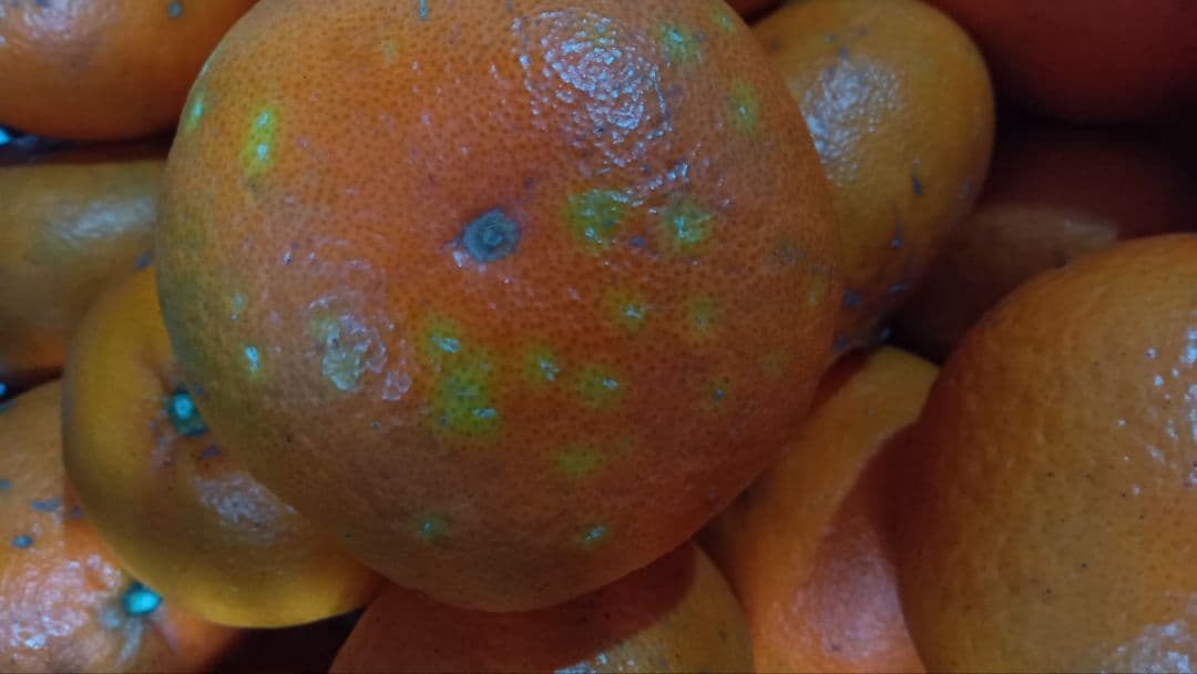 リンダ　甘平20kgB級