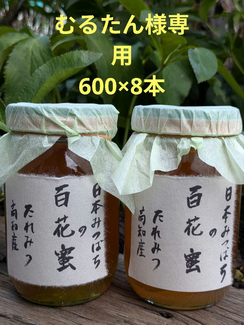 日本ミツバチ 蜂蜜 令和7年度 採れたて　たれ蜜　600g×8 非加熱