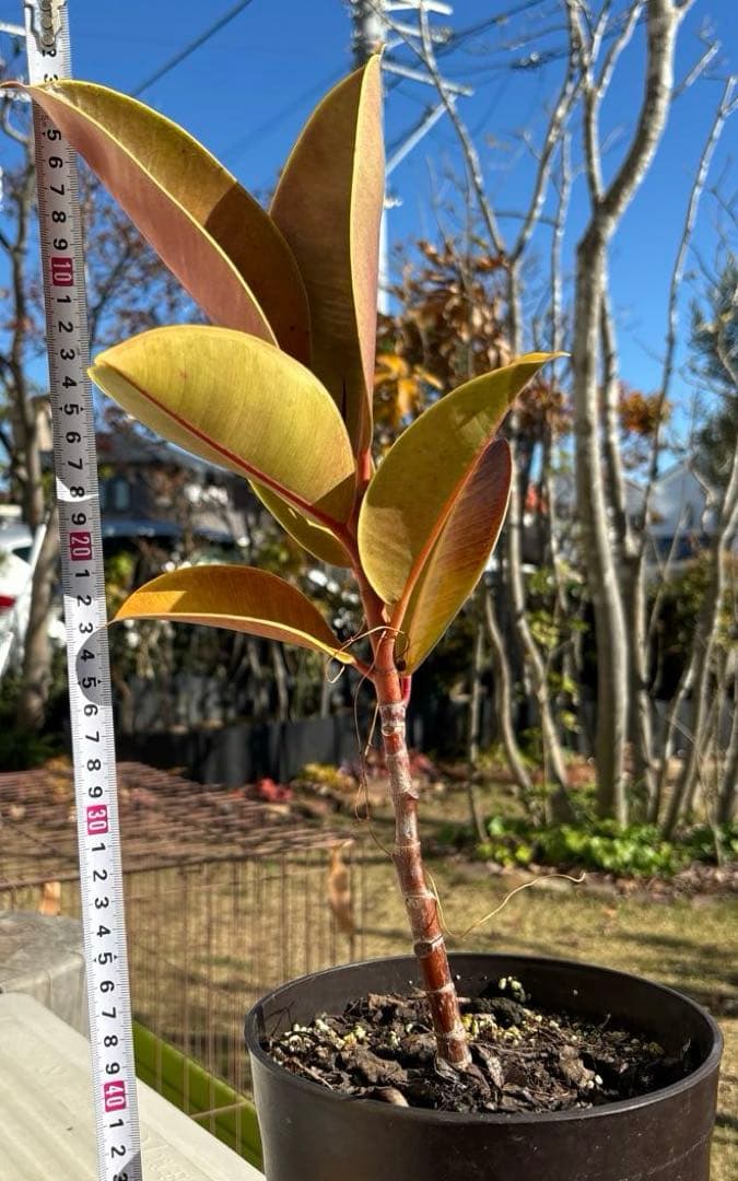 フィカス　エルメス　植物　インテリア