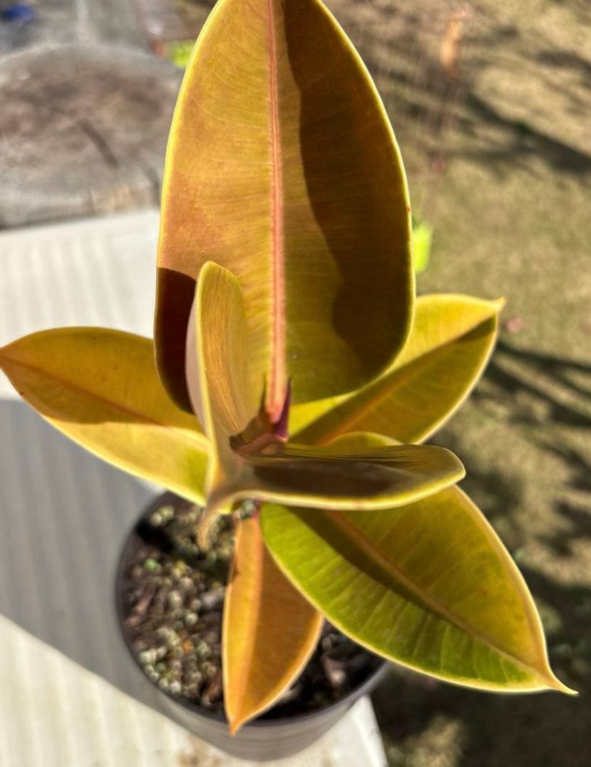 フィカス　エルメス　植物　インテリア