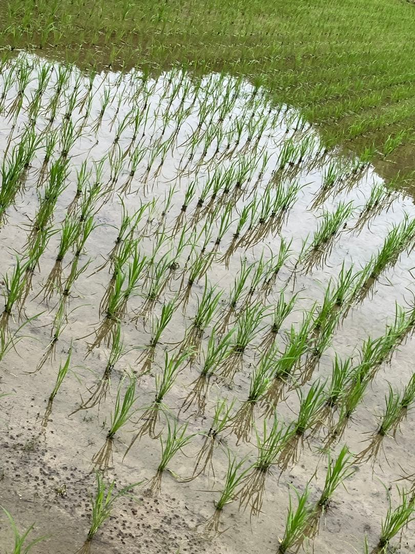 令和7年産【丹波篠山コシヒカリ】玄米10kg 7年産も極上米/食味値87点