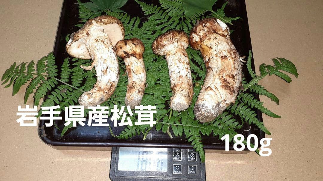 岩手県産松茸(少し訳あり) 11月19日昼取れ 軸固いがハジケ虫あと有り明日発送
