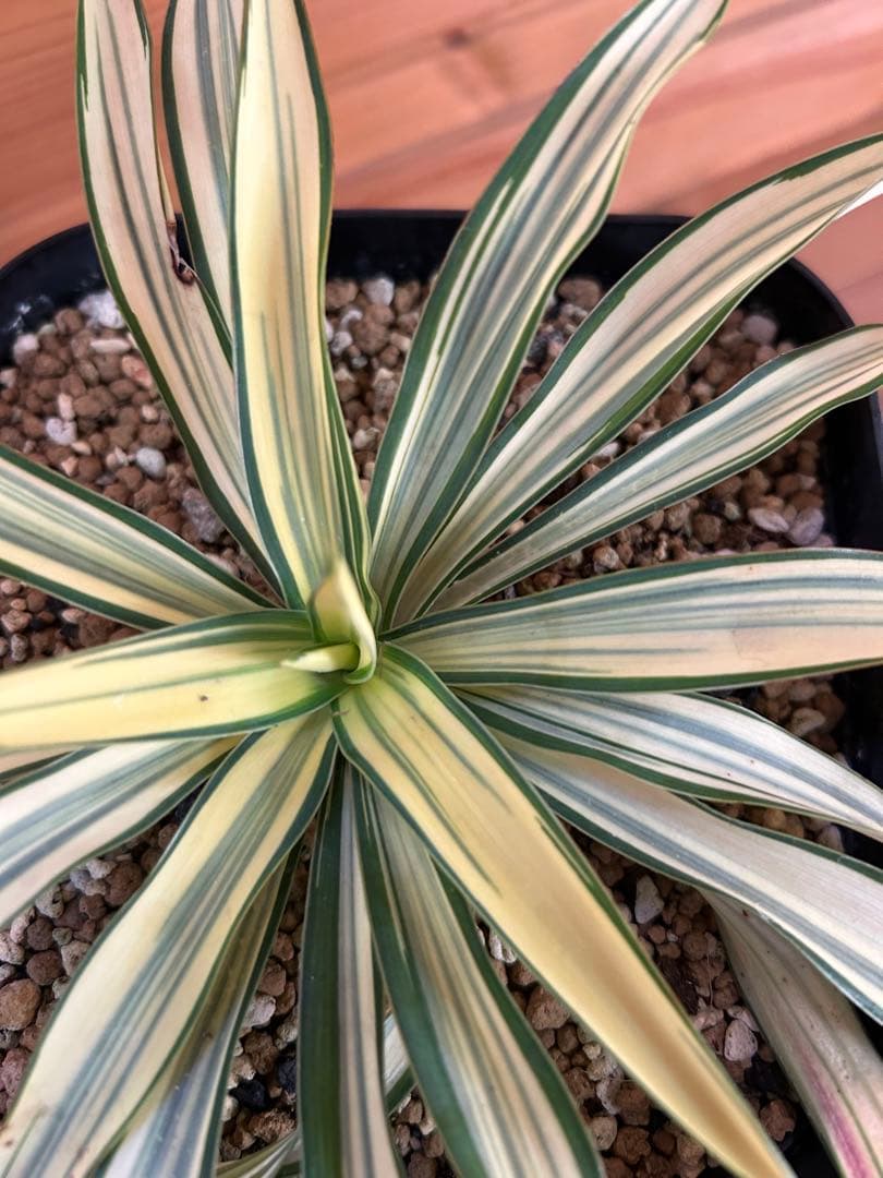 Yucca ユッカ　グロリオサ　ライジングサン　極上縞斑　本物　レア株