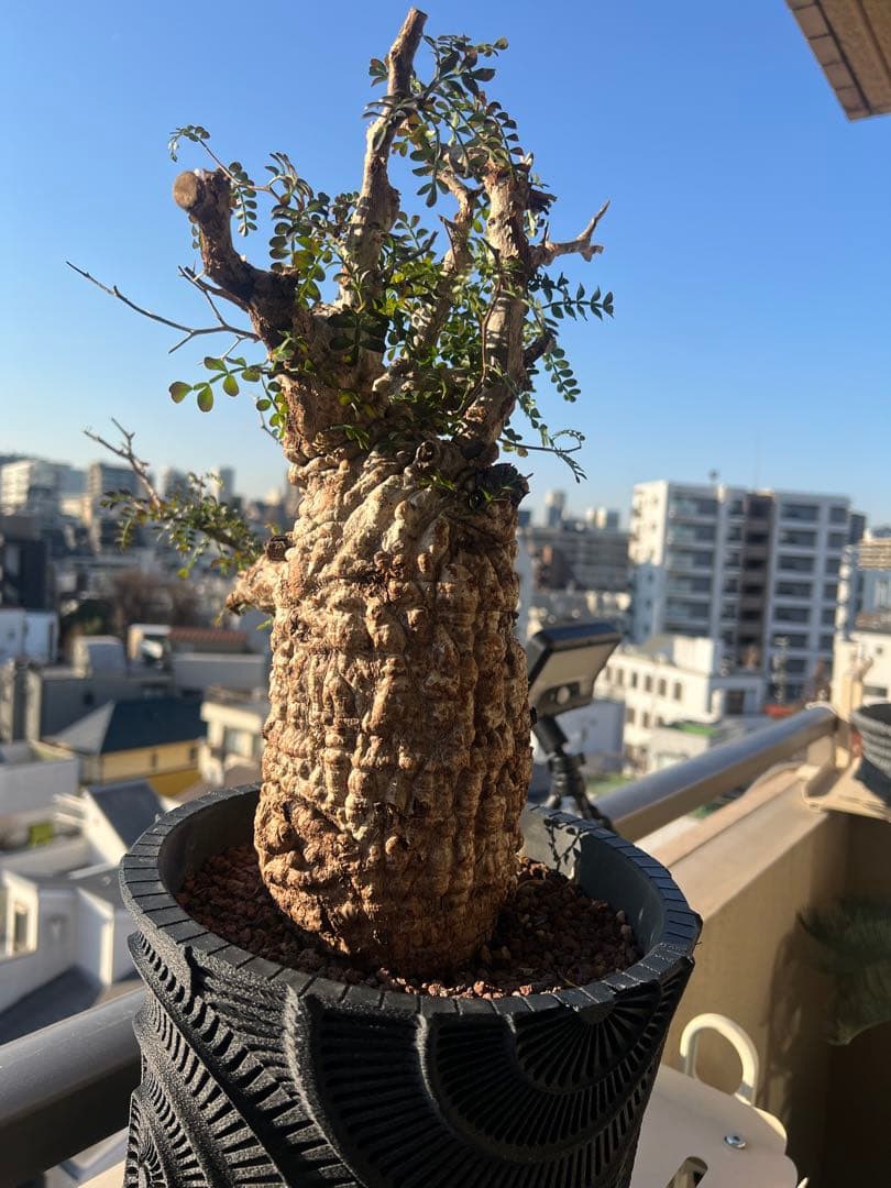 オペルクリカリア・パキプス　 現地発根株　 発根済み