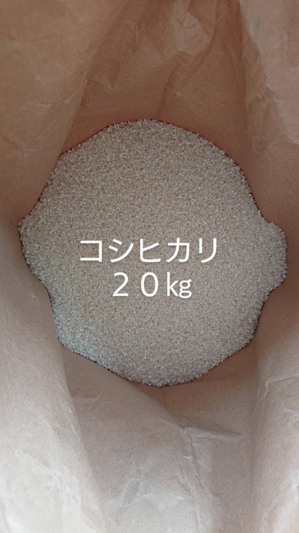 コシヒカリ 20kg 白米 減農薬 精米済み お米