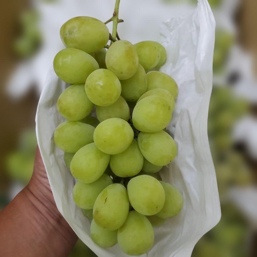 1⃣ 山梨県産 シャインマスカット １１房 箱込み5.5キロ